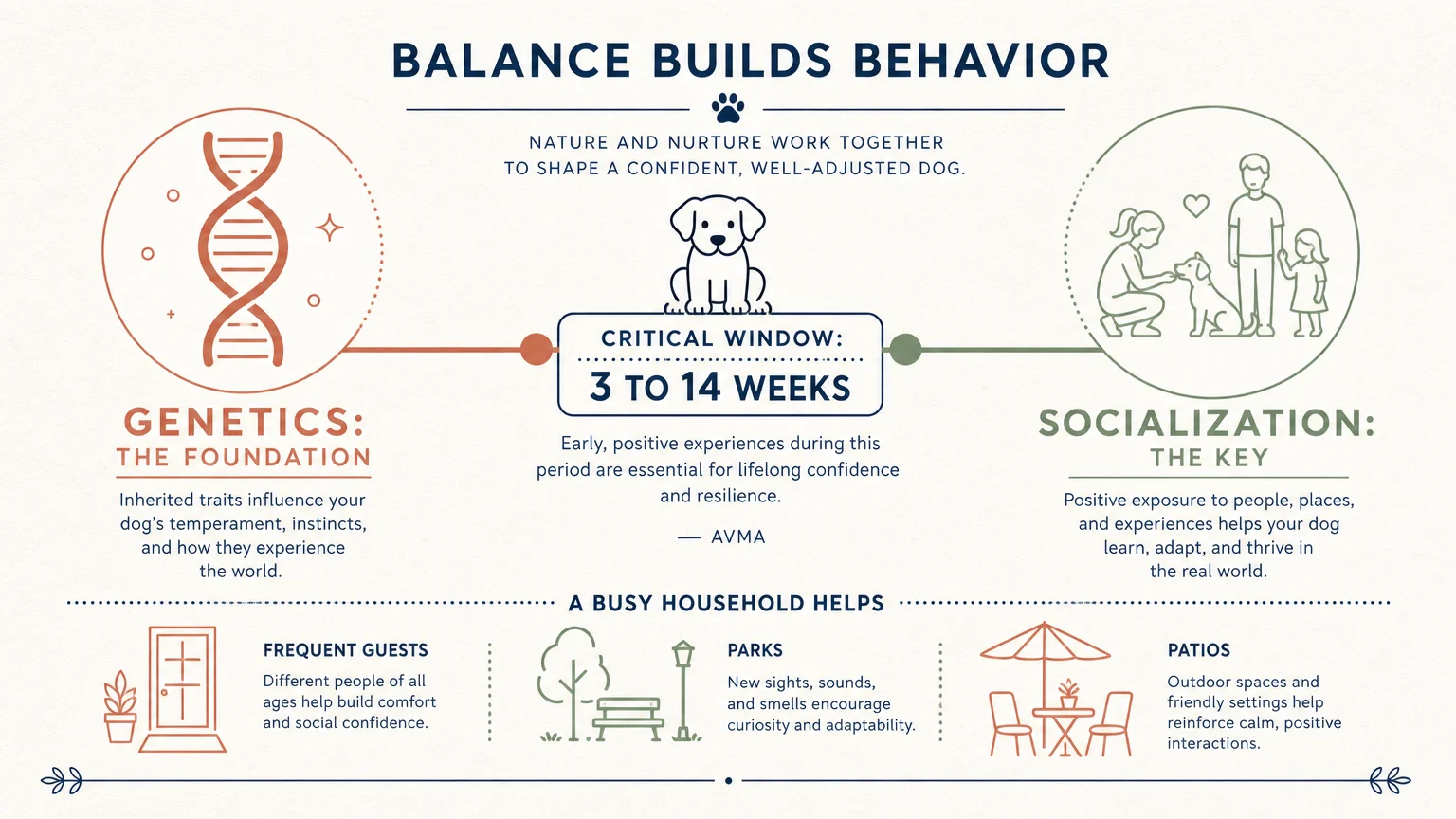 An infographic showing the 3 to 14 week socialization window as a bridge between genetics and healthy social behavior.