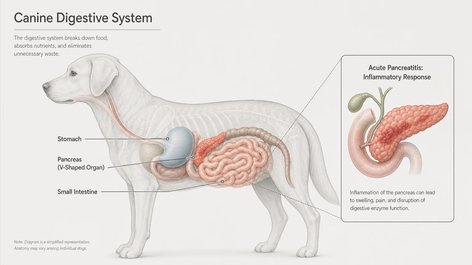 Anatomical diagram of a dog's digestive system highlighting the location of the pancreas behind the stomach.
