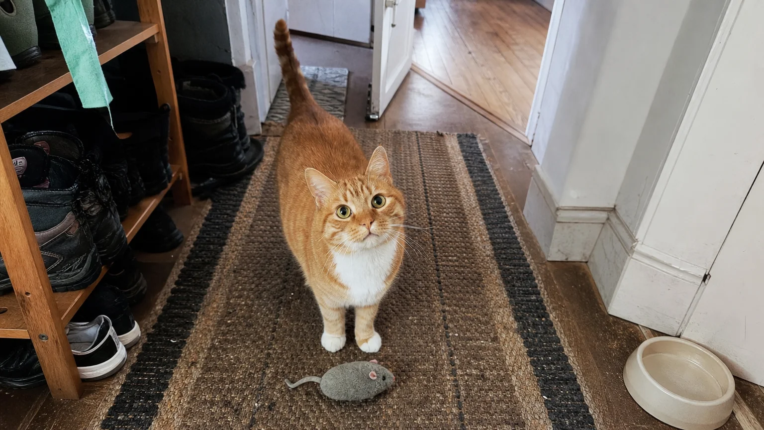 Candid snapshot of a ginger cat standing on a rug next to a plush toy mouse gift.
