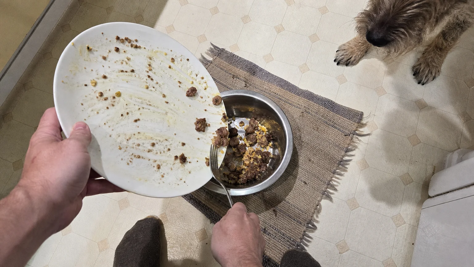 Overhead snapshot of a hand scraping greasy breakfast plate leftovers into a dog's bowl, capturing a common feeding mistake.