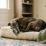 A brindle Greyhound sleeping peacefully on a cream-colored dog bed in a warm, sunlit living room.