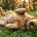 A Golden Retriever joyfully rolls on its back in a sunny grass field, with bits of dirt stuck to its fur.