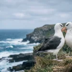 Two black-browed albatrosses touch beaks while standing on a grassy cliff edge overlooking a rocky sea.