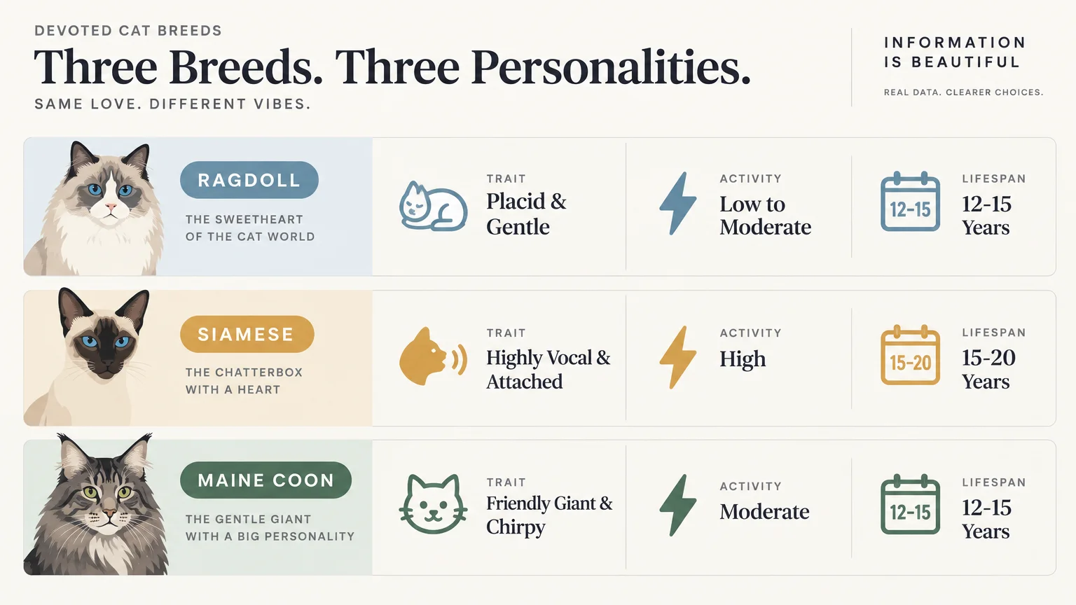 Infographic comparing traits, activity levels, and lifespan for Ragdoll, Siamese, and Maine Coon cat breeds.