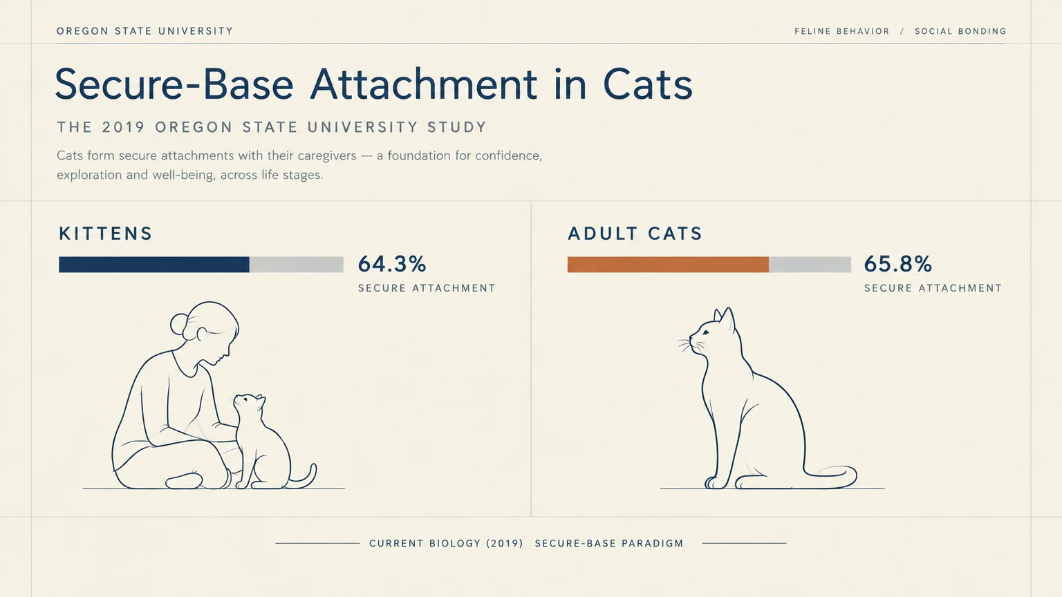 Infographic with line drawings and bar charts comparing secure attachment rates in kittens and adult cats.