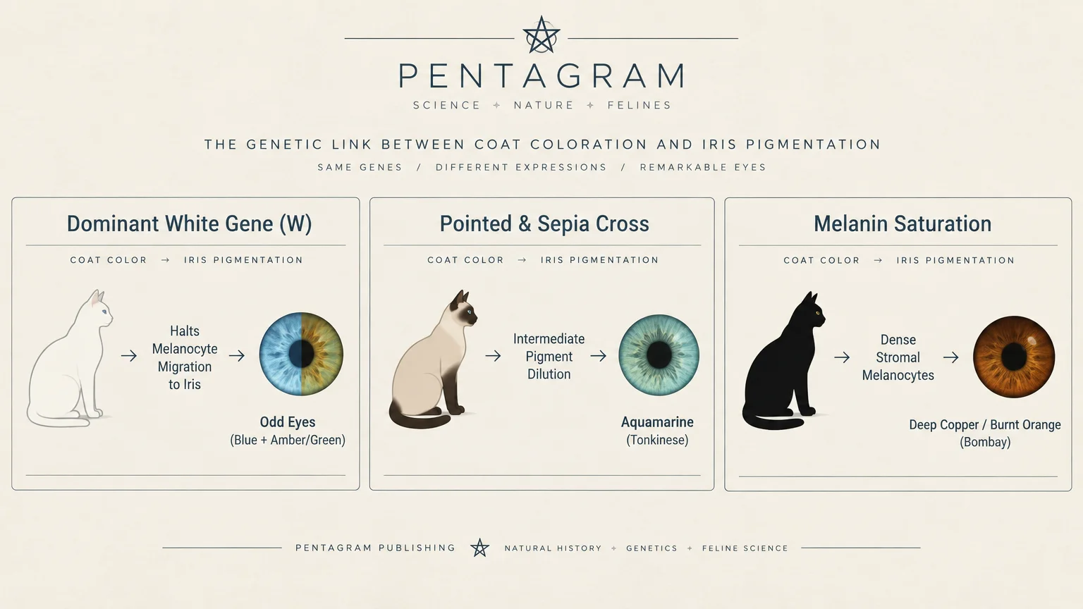 Diagram linking feline coat genetics to iris pigmentation across three panels for white, pointed, and black cats.
