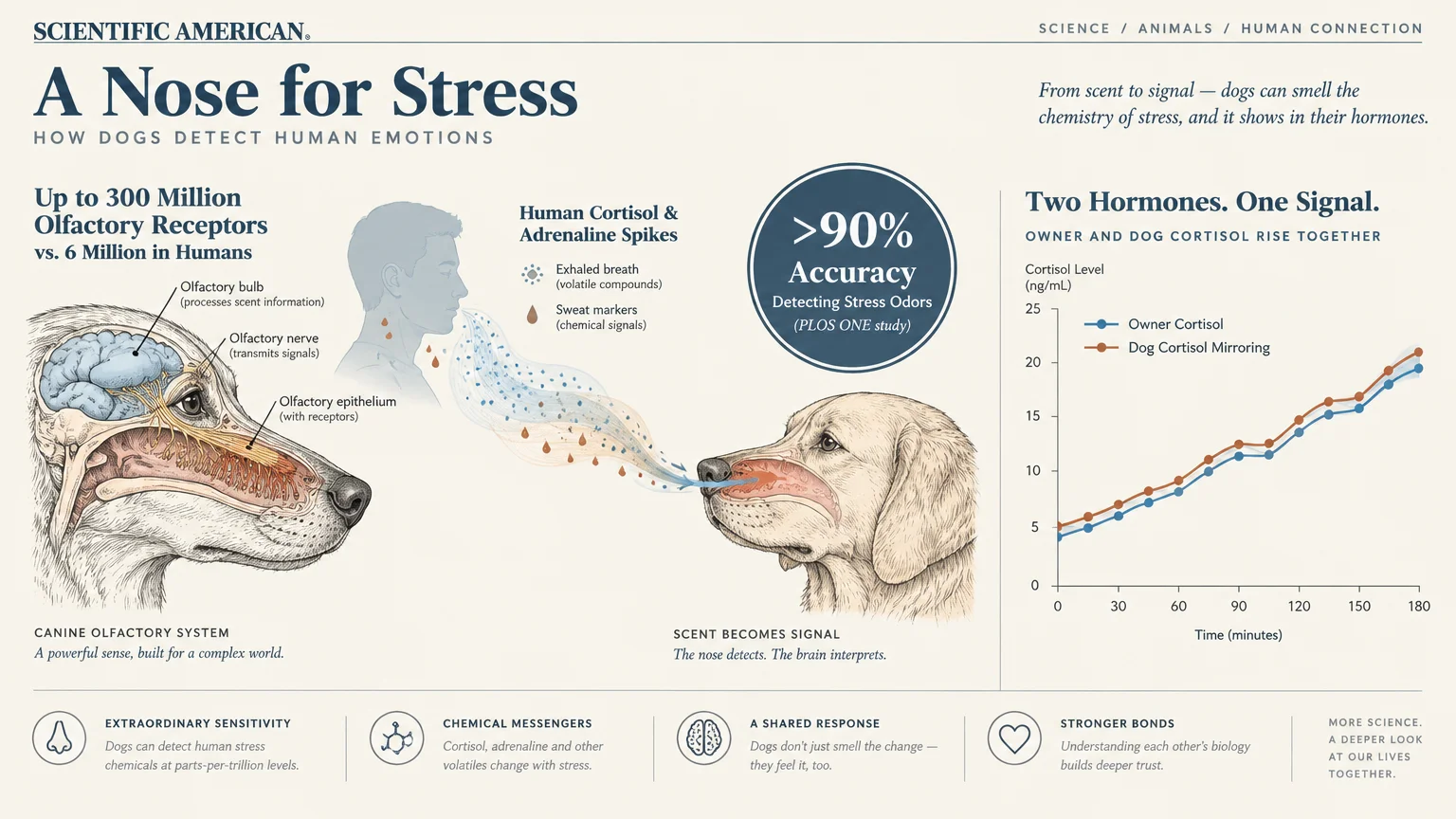 Diagram of dog olfactory anatomy, scent transmission from a human, and a cortisol level line graph over time.