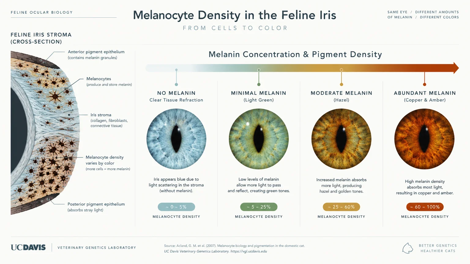 Diagram of feline iris stroma cross-section and four cat eyes showing melanocyte density from blue to copper.