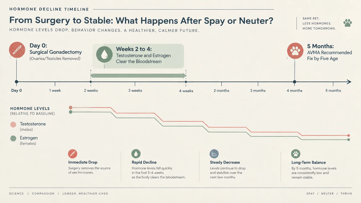 Infographic timeline tracking the decline of cat testosterone and estrogen levels from surgery through five months.
