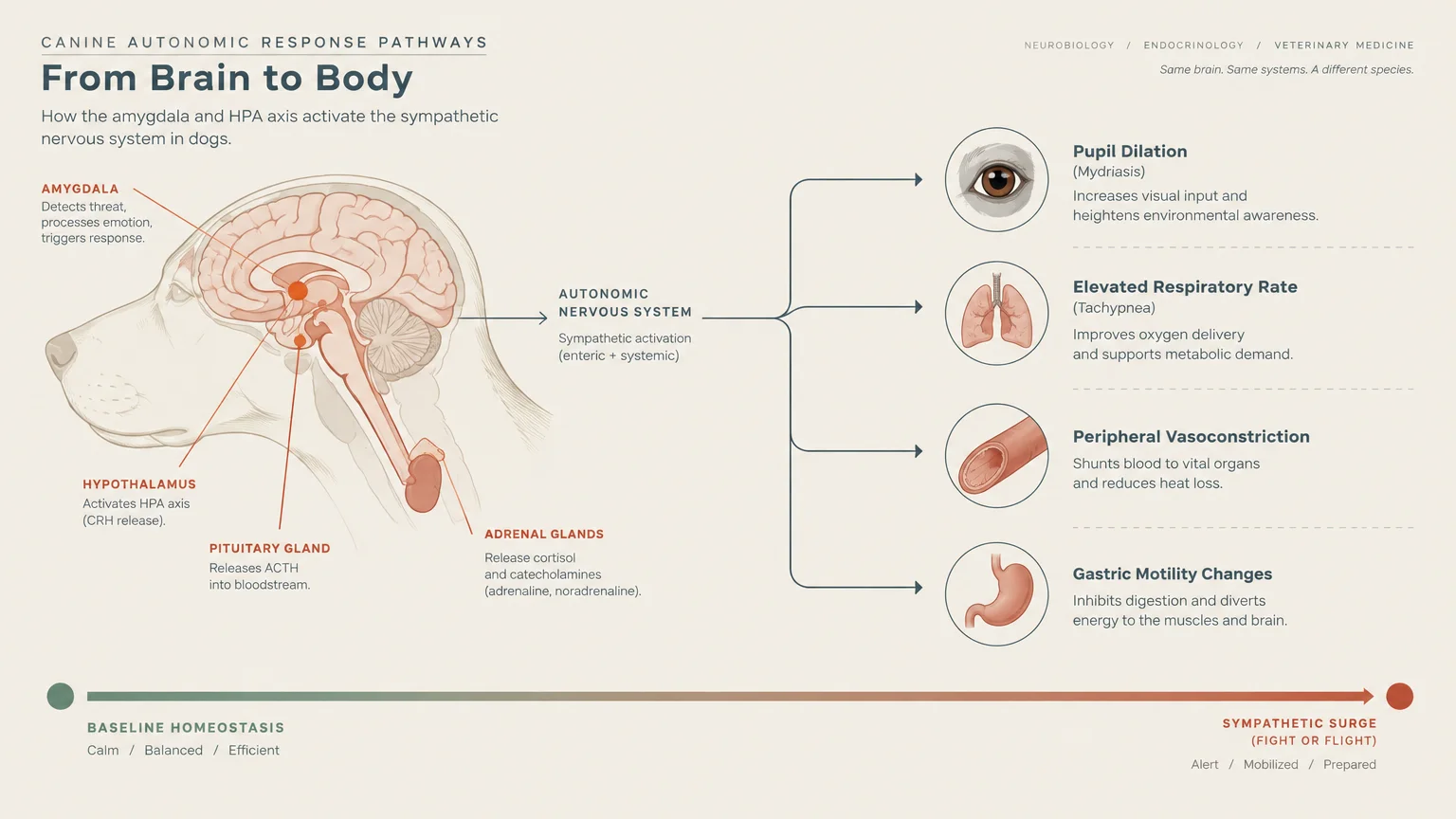 Medical diagram of a dog head showing brain structures linked to autonomic responses like pupil dilation and tachypnea.