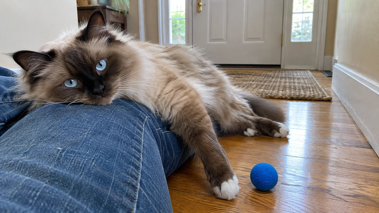 Ragdoll cat with blue eyes lying across a person's lap on a hardwood floor beside a small blue ball.