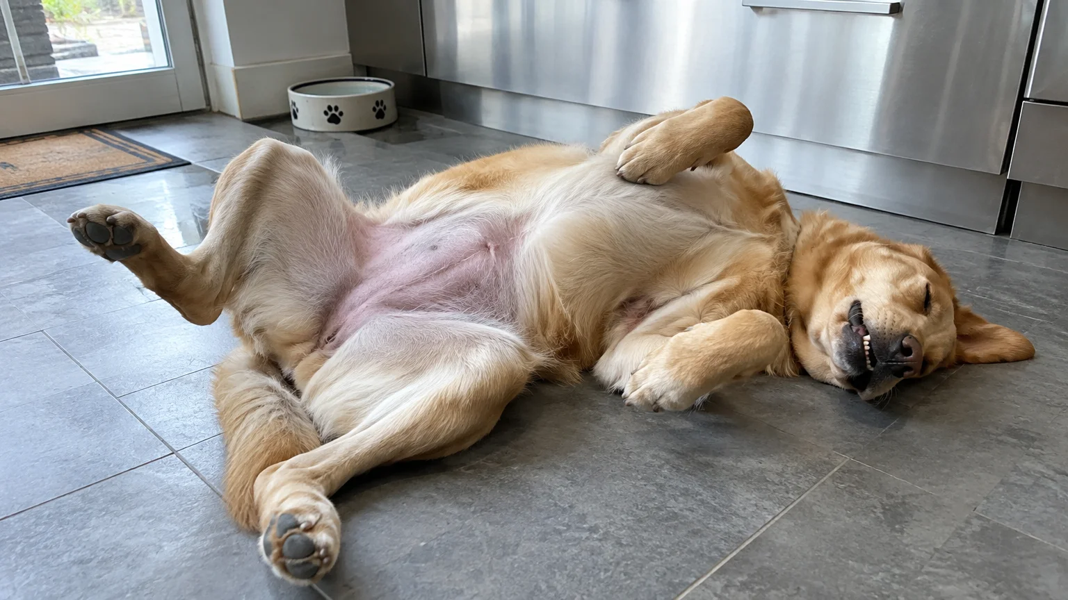 Golden retriever sleeping upside down on a tiled kitchen floor with its belly exposed and legs bent in the air.