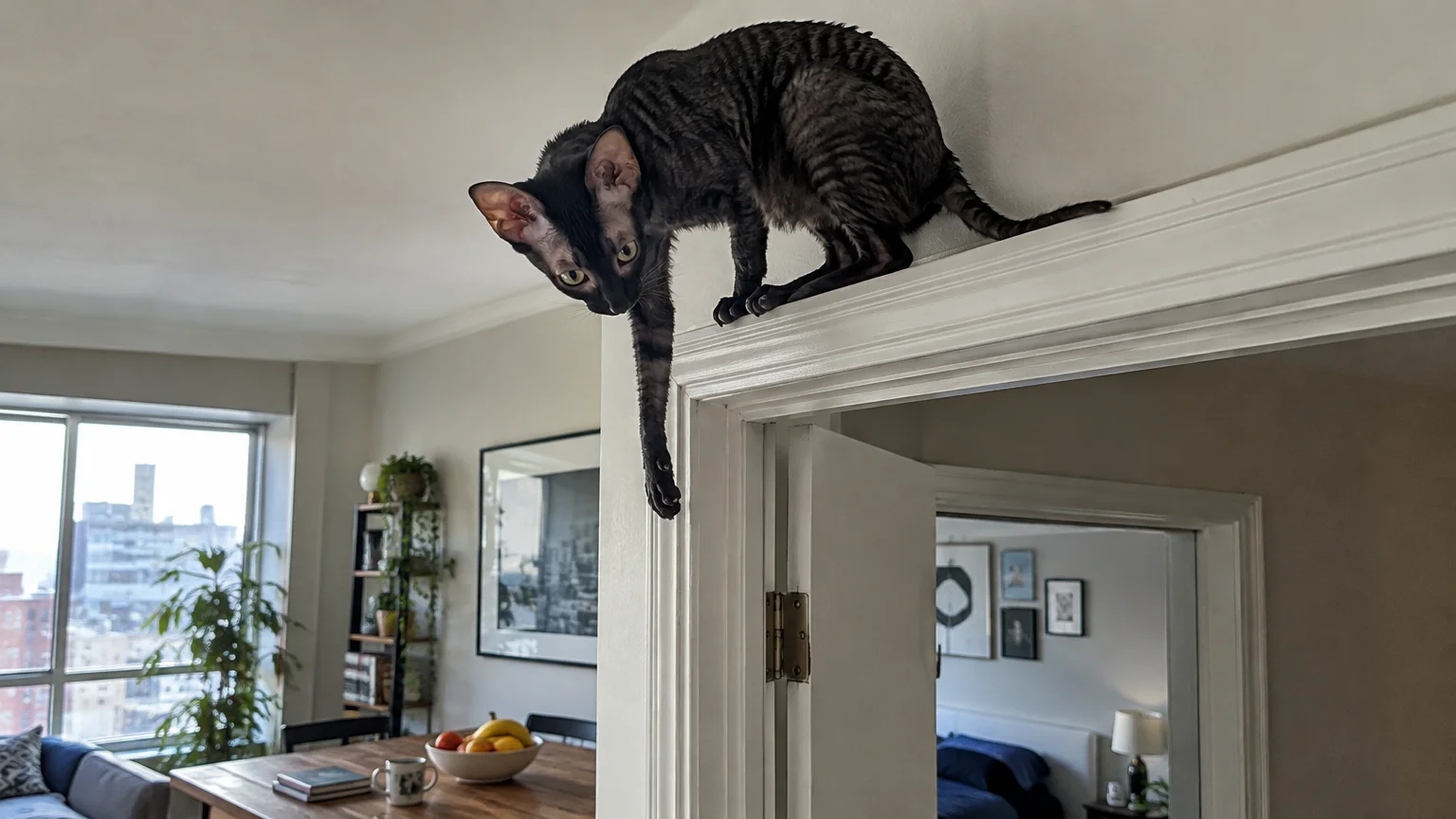 A dark Cornish Rex cat perches on top of a white doorway moulding, dangling one front paw downward.