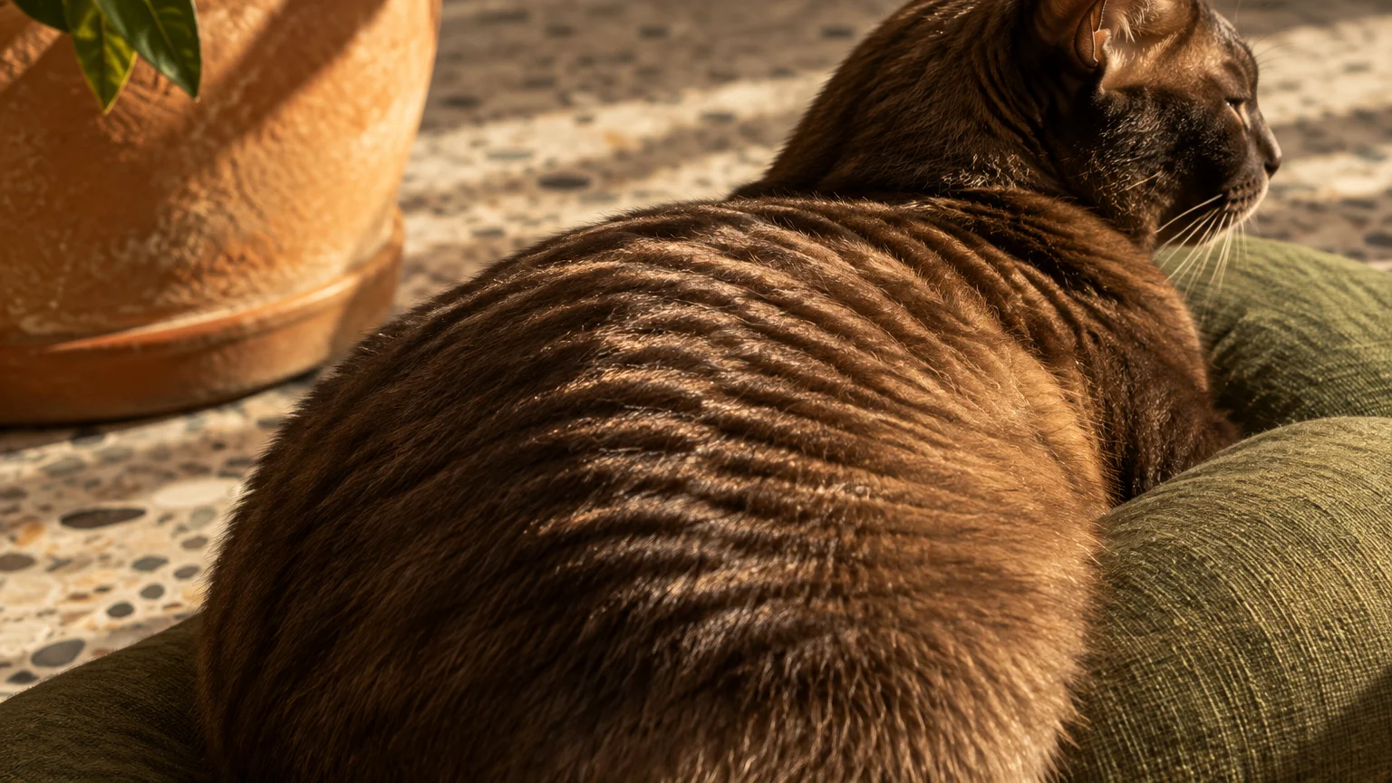 Close-up of a brown cat with distinct rippled waves in its fur, resting on a green cushion in sunlight.