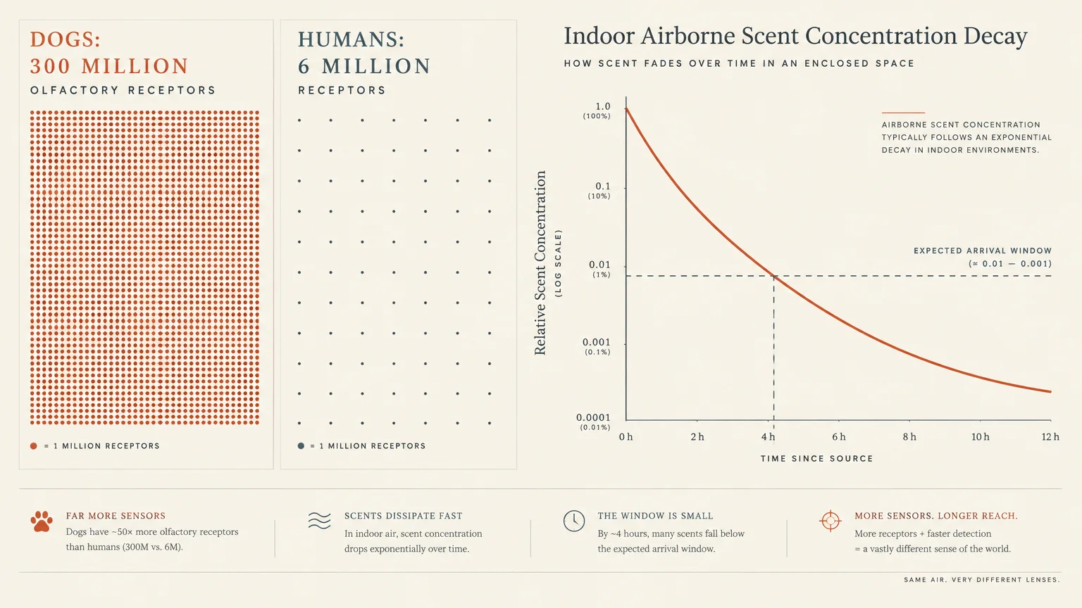 Infographic comparing dot arrays of dog and human olfactory receptors beside a line chart of scent decay over time.