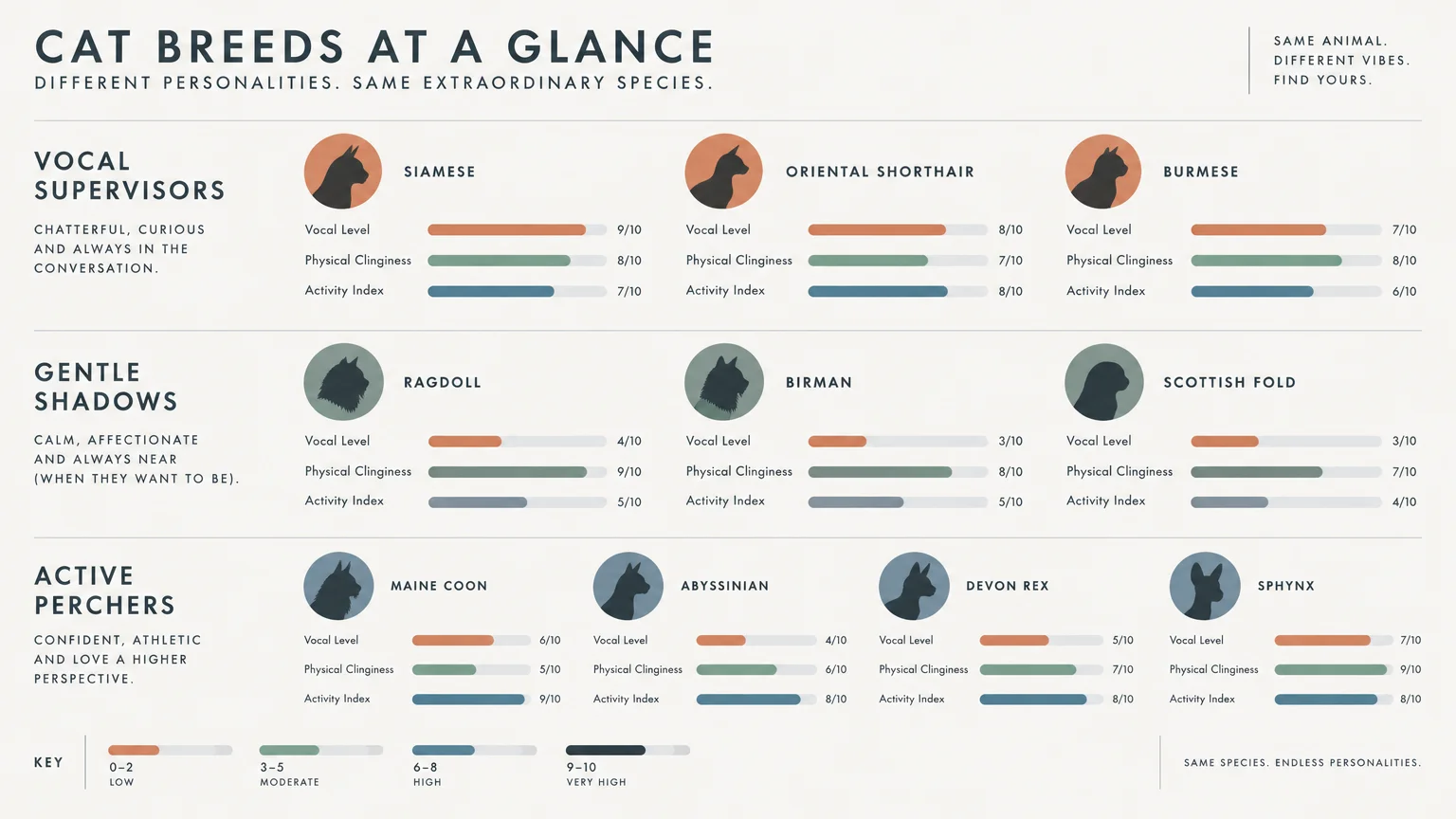Infographic titled Cat Breeds at a Glance rating cat breeds on vocal level, physical clinginess, and activity index.