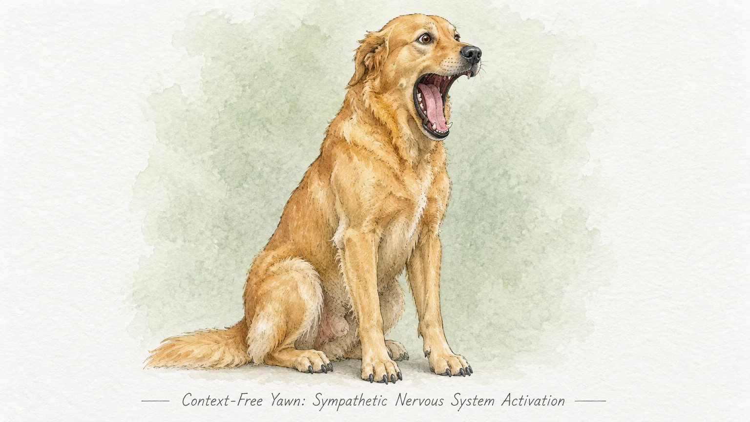 Watercolor illustration of a golden dog sitting with its mouth opened wide in an exaggerated yawn.